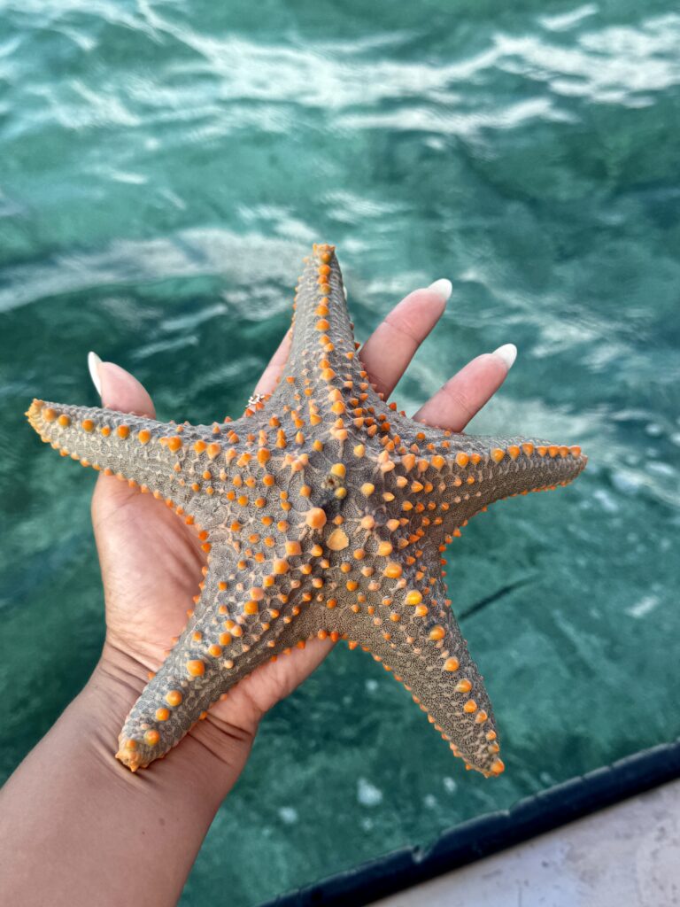 starfish Zanzibar 