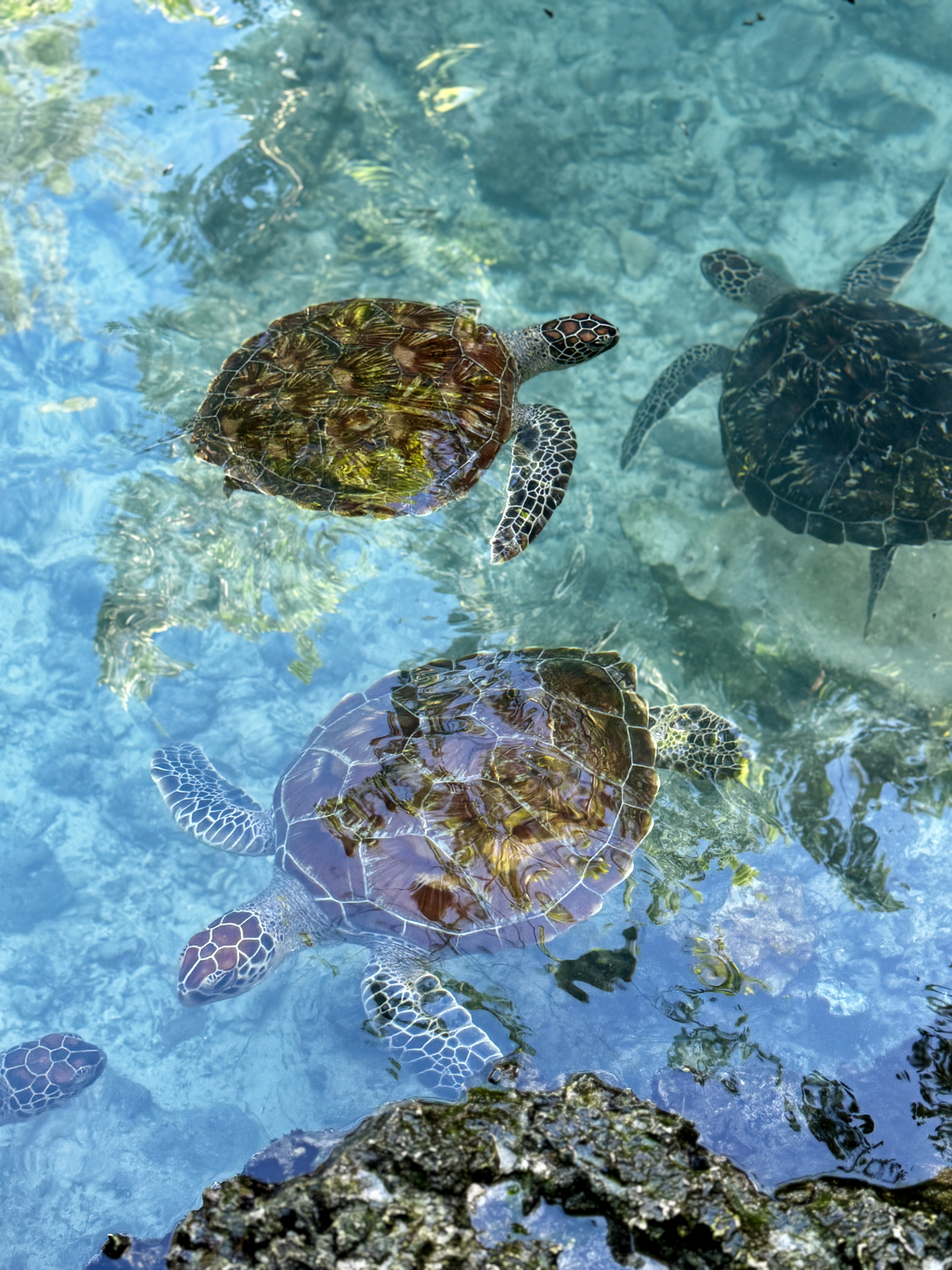 Saalam Cave, Swimming with Turtles Zanzibar 